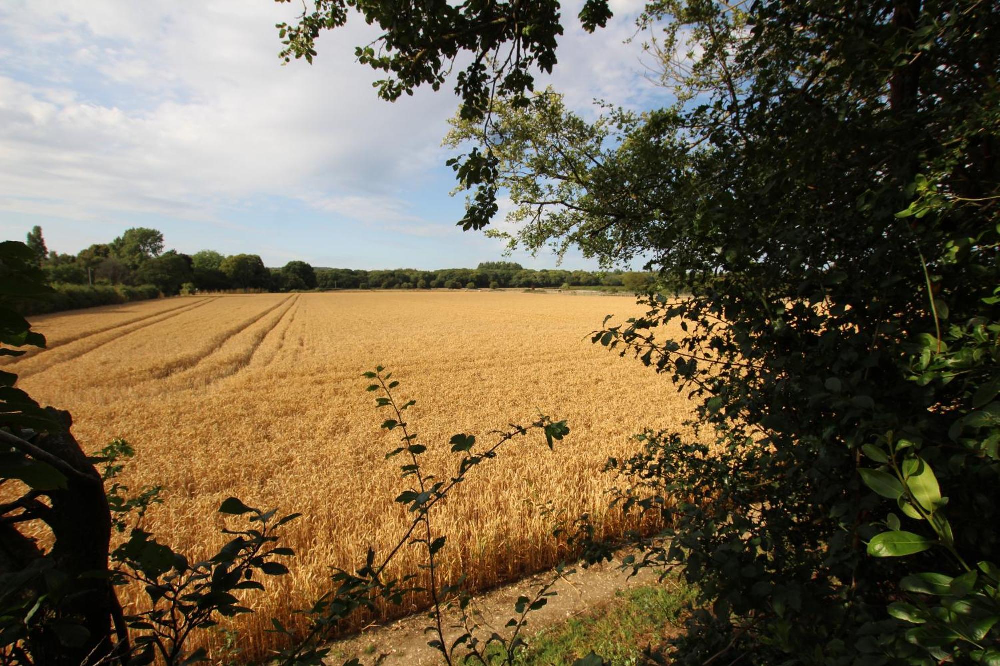 Cowslip Barn Annexe, Countryside Stay Near Chichester Esterno foto